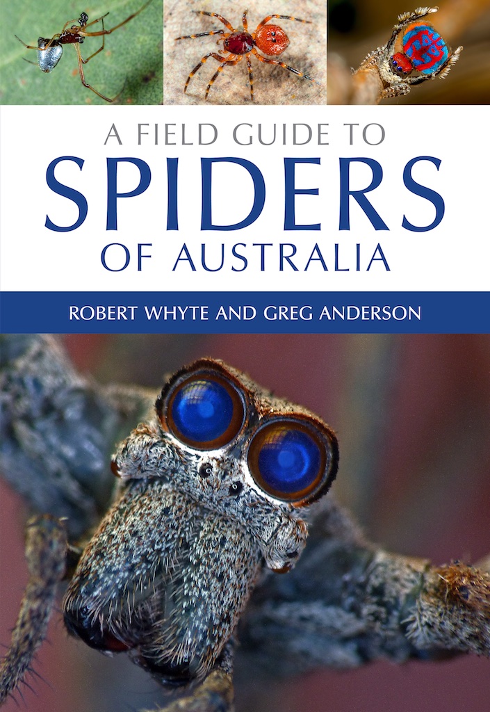 Australian spiders